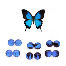 Load image into Gallery viewer, Blue Emperor Glass Studs
