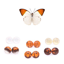 Load image into Gallery viewer, Orange Tip Wing Glass Studs