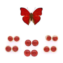 Load image into Gallery viewer, Red Wing Glass Studs