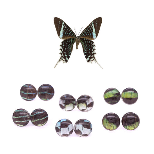 Leilus Butterfly Glass Studs