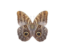 Load image into Gallery viewer, Owl Butterfly Double Sided  Pendant