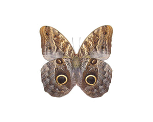 Owl Butterfly Double Sided  Pendant