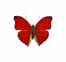 Load image into Gallery viewer, Red Wing Glass Studs