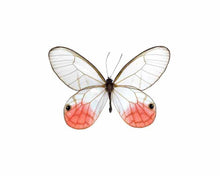 Load image into Gallery viewer, Pink & Gold Glass Studs