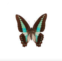 Load image into Gallery viewer, Filigree Pin Earrings - Turquoise Wings