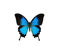 Load image into Gallery viewer, Blue Emperor Glass Studs