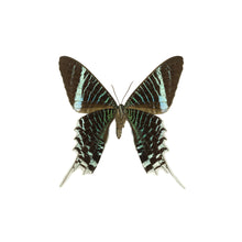 Load image into Gallery viewer, Leilus Butterfly Glass Studs
