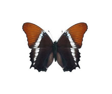 Load image into Gallery viewer, TERRA WING EARRINGS