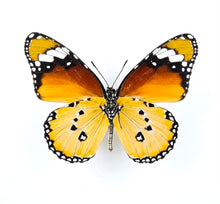 Load image into Gallery viewer, AFRICAN MONARCH EARRINGS