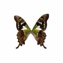 Load image into Gallery viewer, GREEN WING &amp; PERIDOT EARRINGS