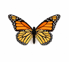 Load image into Gallery viewer, MONARCH BUTTERFLY EARRINGS