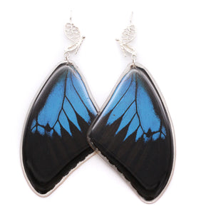 Blue Emperor Filigree Earrings Forewings