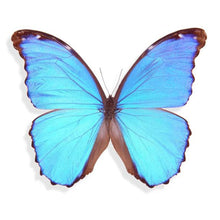 Load image into Gallery viewer, Blue Morpho Earrings - Gold post