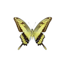 Load image into Gallery viewer, Kingpage Swallowtail Wing Earrings