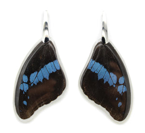 Bromius Swallowtail Wing Earrings