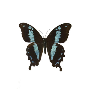 Bromius Swallowtail Wing Earrings