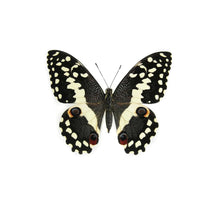 Load image into Gallery viewer, Citrus Swallowtail Wing Earrings