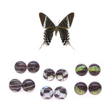 Load image into Gallery viewer, Leilus Butterfly Glass Studs