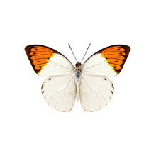 Load image into Gallery viewer, Orange Tip Wing Glass Studs