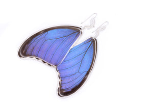 Filigree Earrings - Blue Morpho Forewings