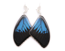 Load image into Gallery viewer, Blue Emperor Forewing Filigree Earrings