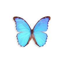 Load image into Gallery viewer, Threader Earrings - Blue Morpho