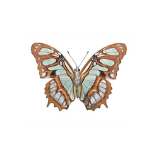 Load image into Gallery viewer, Wing Earrings - Stelenes Butterfly