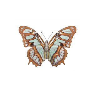 Wing Earrings - Stelenes Butterfly