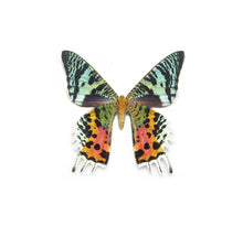 Load image into Gallery viewer, Dangling Wing Earrings - Sunset Moth