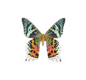 Dangling Wing Earrings - Sunset Moth